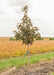 A single Crimson Sunset Maple grows in the nursery and shows changing fall color to a bronze-reddish purple.