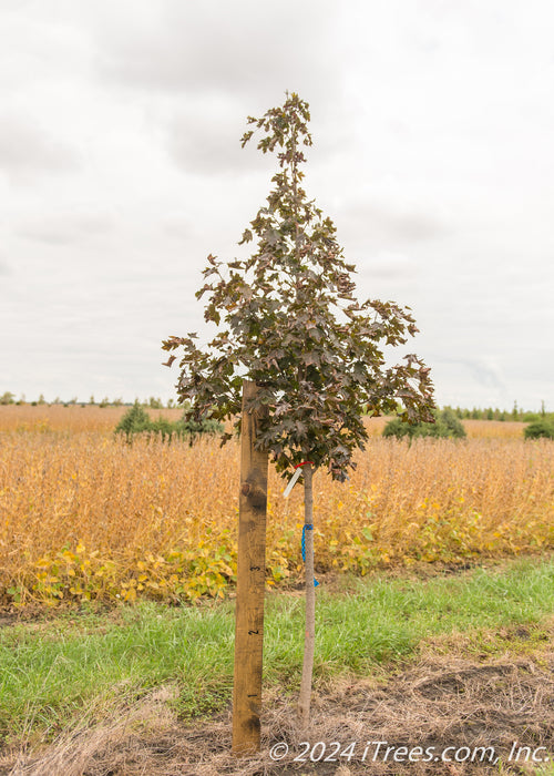 A Crimson Sunset Maple grows in the nursery with a large ruler standing next to it to show its canopy height.