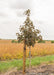 A Crimson Sunset Maple grows in the nursery with a large ruler standing next to it to show its canopy height.