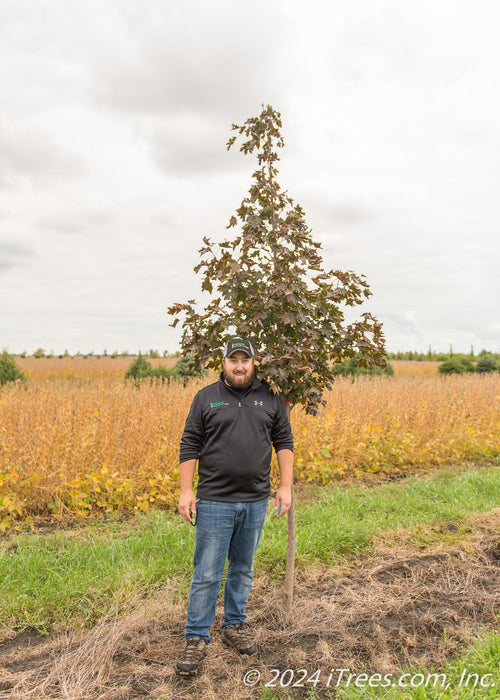 A Crimson Sunset Maple with a person standing next to it to show height comparison, their shoulder resting at the lowest branch.