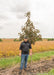 A Crimson Sunset Maple with a person standing next to it to show height comparison, their shoulder resting at the lowest branch.