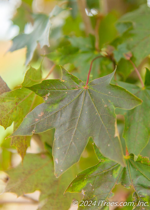 Closeup of dark greenish-purple leaf.