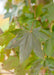 Closeup of dark greenish-purple leaf.