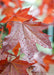 Closeup of a single shiny reddish-purple leaf in the fall, with rain drops gliding off of it.