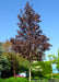 A maturing Crimson Sunset Maple grows in a landscape bed near a parking lot.