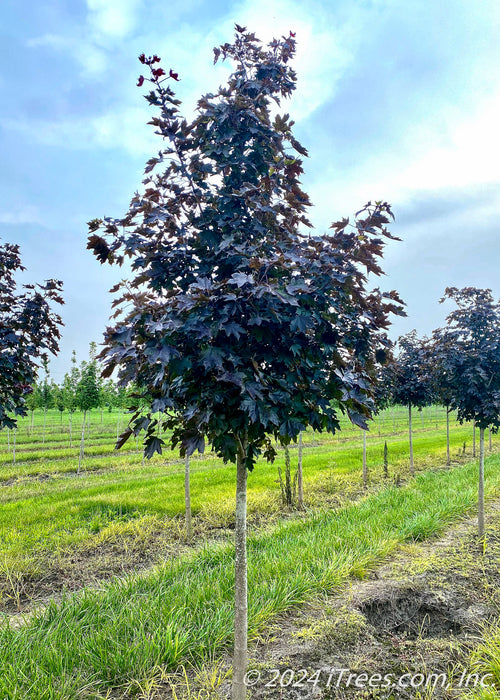 Crimson Sunset in the nursery with dark purple leaves.