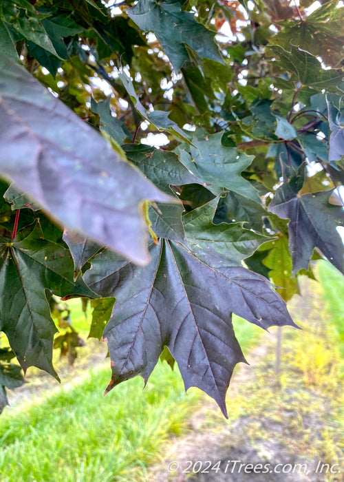 Closeup of dark greenish-purple leaves.