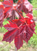 Closeup of the end of a branch showing shiny deep purple leaves.