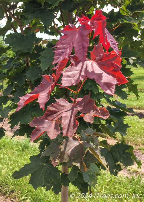 Closeup view of the end of a branch showing leaves in shades of dark greenish-purple.