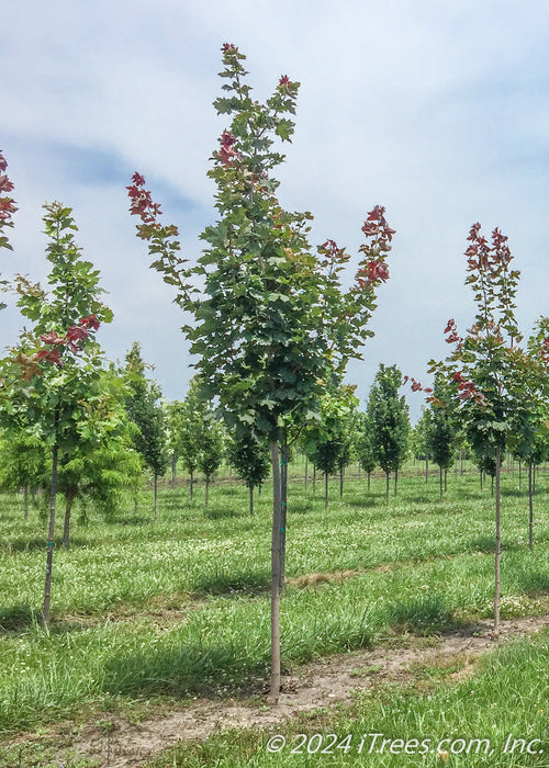 A row of Crimson Sunset grows in the nursery with greenish-purple leaves.