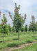 A row of Crimson Sunset grows in the nursery with greenish-purple leaves.