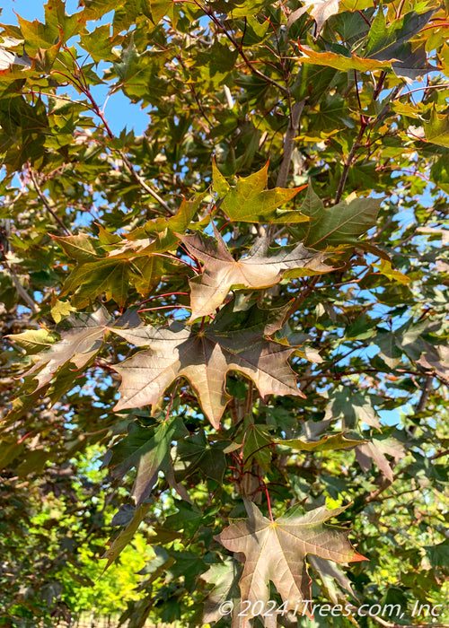 Closeup of a bunch of greenish-purple broad leaves.