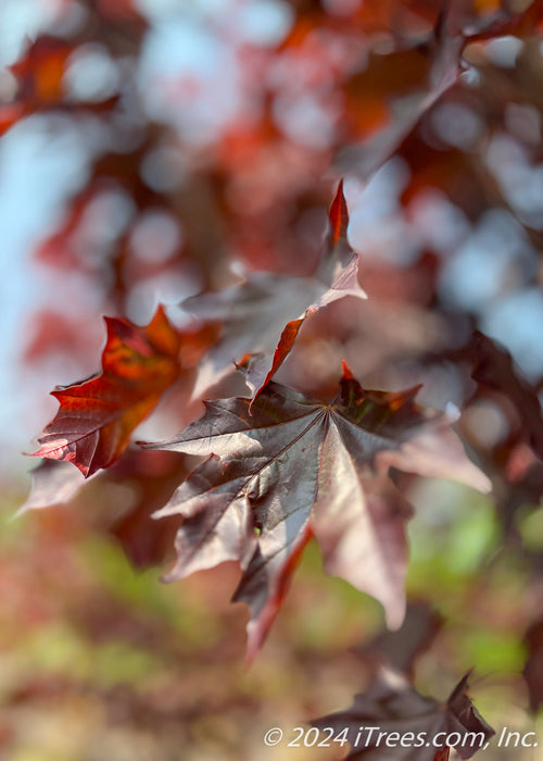 Closeup of shiny dark purple leaves.