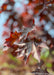 Closeup of shiny dark purple leaves.