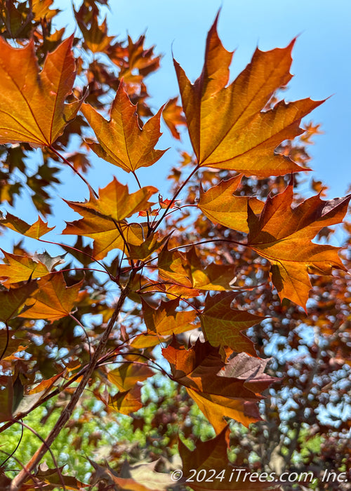 Closeup of the underside of Crimson Sunset's bronze leaves.