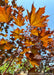 Closeup of the underside of Crimson Sunset's bronze leaves.