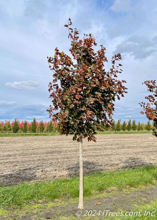 Crimson Sunset growing in the nursery's field with dark purplish-green leaves.