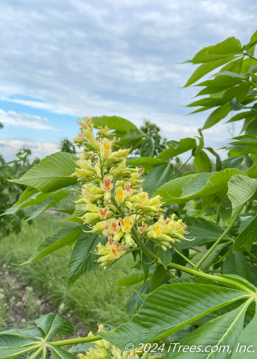 Closeup of a large panicle of orchid like flowers. The flowers are bright yellow with bright orange centers, accompanied by large green leaves.