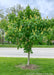 Autumn Splendor Horsechestnut grows on a parkway in Evanston Illinois. The tree is in full bloom with large panicles of bright yellow flowers, and large palm-like green leaves. 