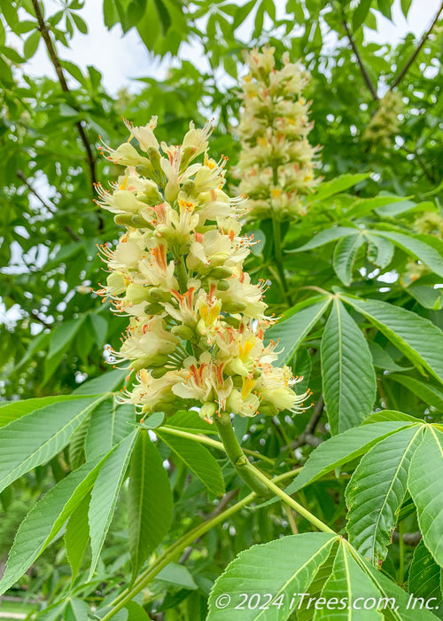 Closeup of a large panicle of orchid like flowers. The flowers are bright yellow with bright orange centers, accompanied by large green leaves.