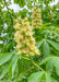 Closeup of a large panicle of orchid like flowers. The flowers are bright yellow with bright orange centers, accompanied by large green leaves.