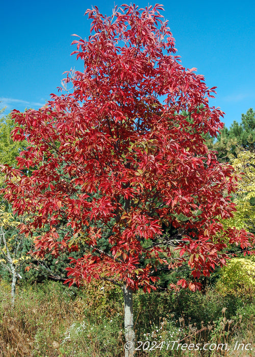 Early Glow Ohio Buckeye in a natural area with a full canopy of deep red fall color.