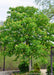 Early Glow Ohio Buckeye planted near a parking lot, shown with a round full canopy of green leaves and panicles of yellow flowers.