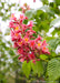 Closeup of a large panicle of bright pink flowers with yellow-orange centers. 