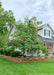 Fort McNair Horsechestnut in bloom, planted in the front landscape bed of a home's front porrch. 