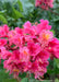 Closeup of bright pink flowers with yellow-orange centers.