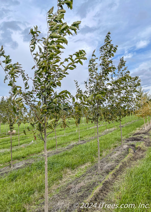 Spaeth's Alder planted in a row at the nursery with green leaves.