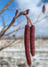 Closeup of red hanging catkins.