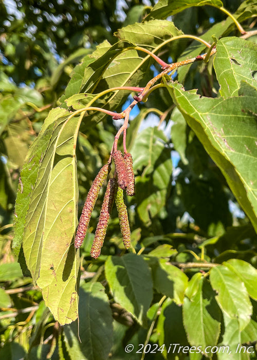 Closeup of green leaves and red catkin.