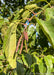 Closeup of green leaves and red catkin.