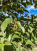 Closeup green shiny leaves.