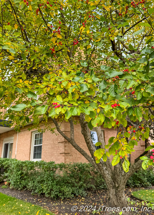 Closeup of transitioning fall color and red serviceberry fruit on a mature serviceberry tree planted near a building.