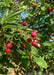 Closeup of medium green finely serrated leaves with bright red serviceberry fruit.