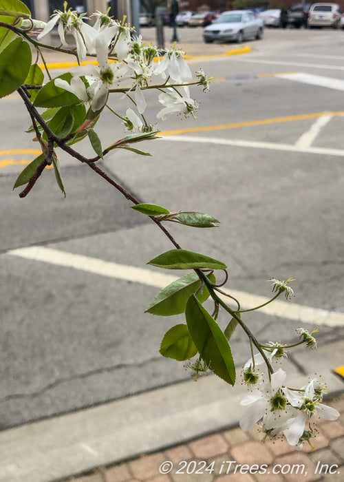 Closeup of a branch with white flowers and newly emerged leaves.