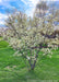 A small multi-stem clump form serviceberry is in bloom with small white flowers, surrounded by a yard of green grass and blue skies in the background.