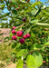 Closeup of medium green finely toothed leaves with bright red serviceberry fruit.