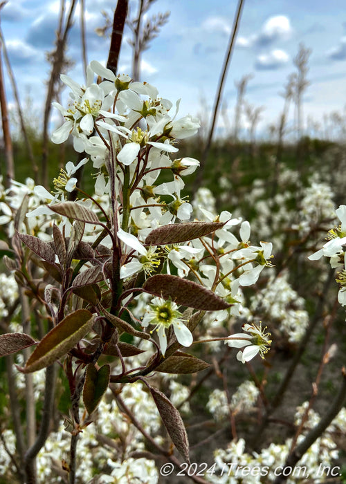 A closeup of newly emerged small five petal white flowers with yellow centers, and fuzzy leaves with a deep purple tinge.