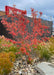 A small multi-stem clump form serviceberry planted in front of a restaurant for privacy and screening of the dumpster area, showing bright red-orange fall color.