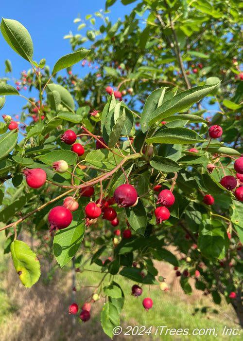 Closeup of medium green finely serrated leaves with bright red fruit.