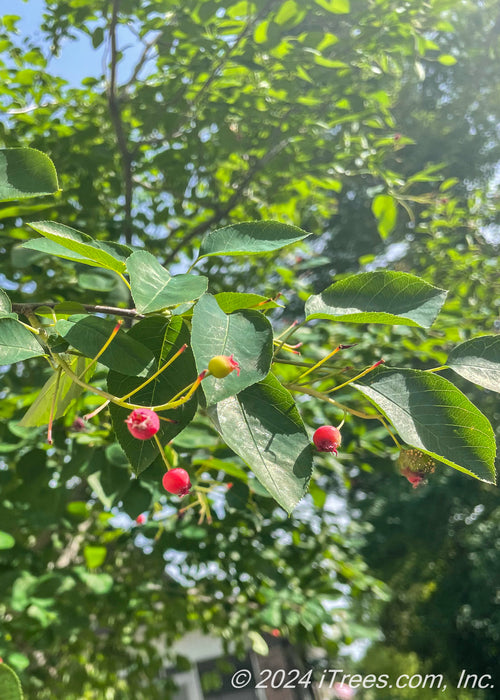 Closeup of small medium green finely toothed leaves with small bright red fruit.