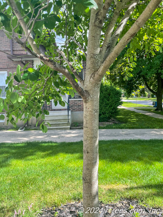 Closeup of a serviceberry trunk and lower branching.