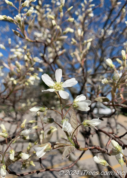 Closeup of white star-shaped flowers with five petals and yellow centers, and newly emerged leaves with a deep purplish tinge, and fuzzy layer.