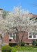 A large multi-stem clump form serviceberry with wide spreading pyramidal shape in full bloom in a front landscape bed area surrounded by yellow tulips and other small green plants. 