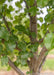 Closeup of branching reaching out from trunk, and closeup of shiny green leaves. 