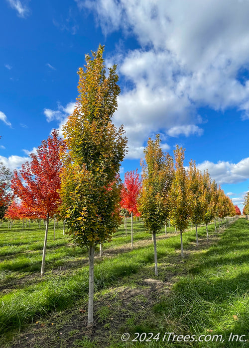 Armstrong Gold® Red Maple