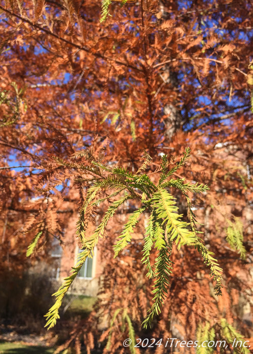 Closeup of needles with changing color going from bright green to rusty orange.